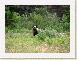 Alaska 072 * This grazing grizzly greeted us to the Yukon Territory during our drive to the put-in. We were fortunate to be able to view it from a safe distance from within our school bus. See movie also. * This grazing grizzly greeted us to the Yukon Territory during our drive to the put-in. We were fortunate to be able to view it from a safe distance from within our school bus. See movie also. * 2816 x 2112 * (2.58MB)